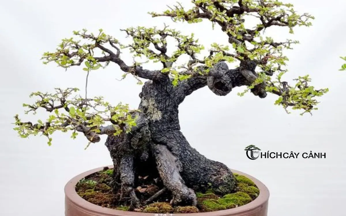 Bí Quyết Tạo Dáng Cây Cẩm Thị Bonsai Đẹp