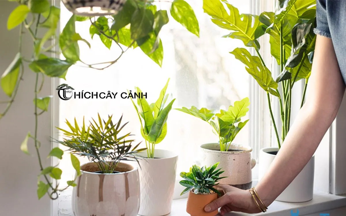 Cách Khắc Phục Cây Thiếu Ánh Sáng