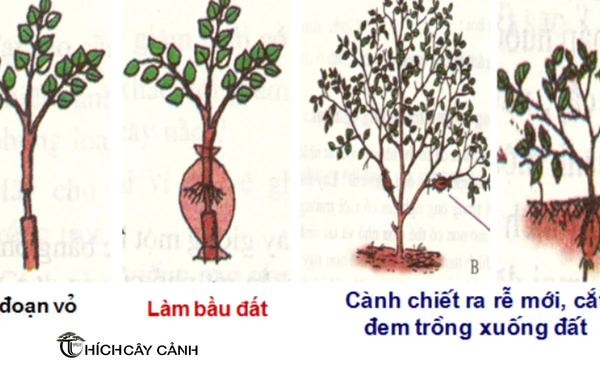 Quy Trình Chiết Cành Cơ Bản